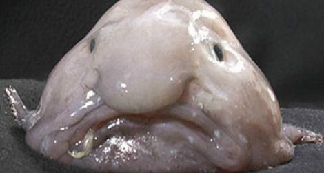 Blobfish-ugly-470.jpg