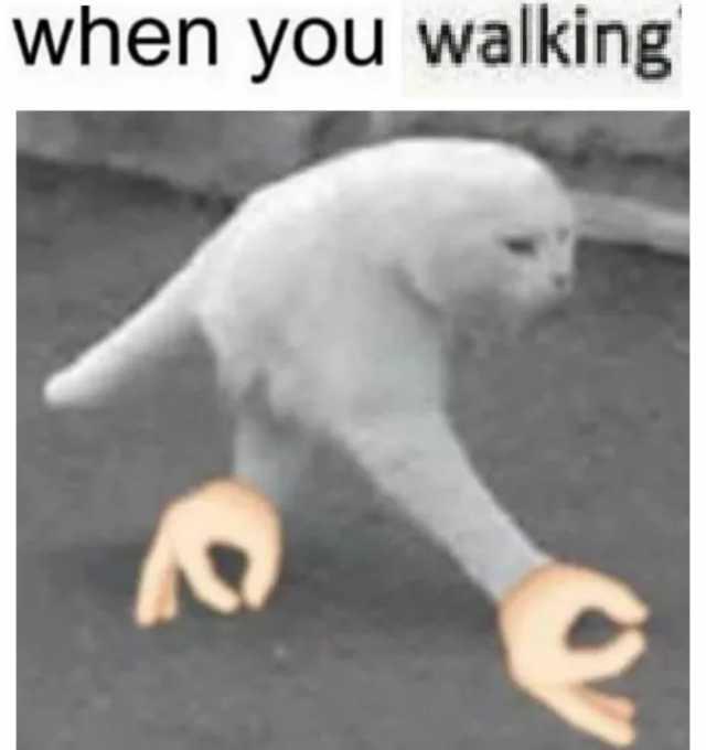 when you walking cat meme.jpg
